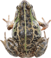 Kaz_Creations Frog Toad - darmowe png