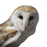 Kaz_Creations Owl Owls - безплатен png