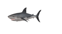 hai shark sisustus decor - ücretsiz png