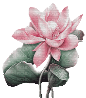 soave deco  animated  lilies pink green - Бесплатный анимированный гифка