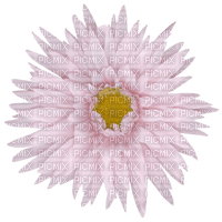 pink flower - darmowe png