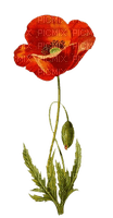 coquelicot - Free PNG