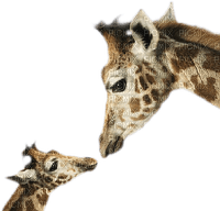 Giraffe bp - png grátis
