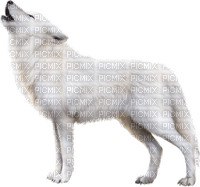 Loup blanc - PNG gratuit