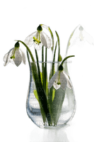 Snowdrops - 免费PNG