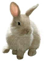 conejo - бесплатно png