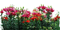 kwiaty - Δωρεάν κινούμενο GIF