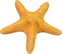 Kaz_Creations Starfish - PNG gratuit