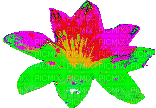 Fiore luminoso B - GIF animate gratis