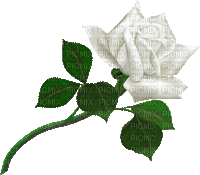rosa bianca - 無料のアニメーション GIF