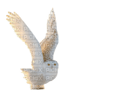 maj hibou blanc - PNG gratuit