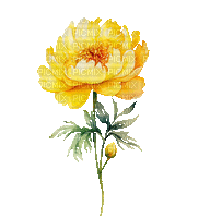 ♡§m3§♡ kawaii flower yellow animated - Ingyenes animált GIF