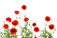 kikkapink deco poppy flower flowers red - бесплатно png