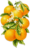soave deco  summer fruit citrus  branch orange - Free PNG