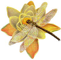 dragonfly bp - Gratis animeret GIF