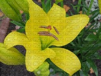 Gelbe Blume - bezmaksas png