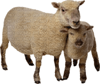Kaz_Creations Sheep - PNG gratuit