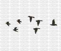 chantalmi oiseau bird noir black - Zdarma animovaný GIF