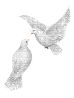 oiseaux/clody - PNG gratuit