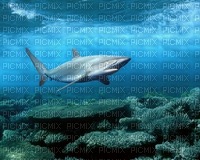 requin - png gratuito