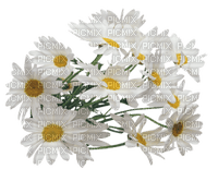Kaz_Creations Deco Flowers Camomile - δωρεάν png