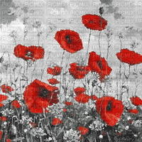 soave background animated flowers poppy field - Gratis animeret GIF