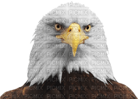 eagle bp - kostenlos png