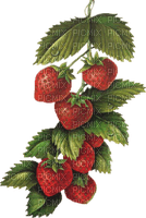 strawberries Bb2 - kostenlos png