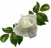 rosa blanca - 無料png