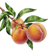 Pfirsiche, Peaches - nemokama png