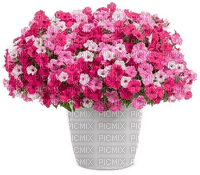 Blumentopf - nemokama png