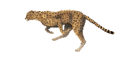 Leopard - Darmowy animowany GIF