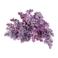 kikkapink deco scrap purple bush - бесплатно png