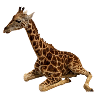 girafe - png gratuito