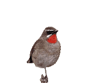 bird - Δωρεάν κινούμενο GIF