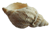 conch - Free PNG