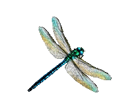 Dragonfly- libellule-nature