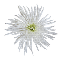dolceluna spring flower summer white - zdarma png