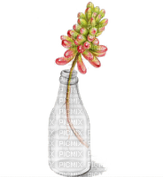 succulent Bb2 - Free PNG