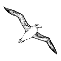 albatross - бесплатно png