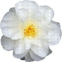 camellia - 免费PNG
