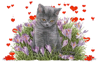 chaton coeurs - GIF animasi gratis