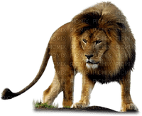 Kaz_Creations Animals Animal Lion - gratis png