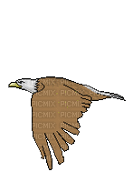 eagle adler aigle bird oiseau vogel tube animal  gif anime animated animation - 無料のアニメーション GIF