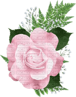 rosa - ücretsiz png
