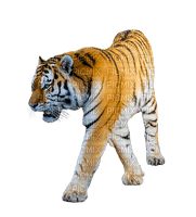tiikeri, tiger - png grátis