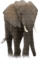 Kaz_Creations Animals Elephant - δωρεάν png