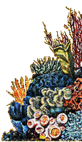coraux - Безплатен анимиран GIF
