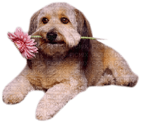 Kaz_Creations Animals Dogs Dog Pup 🐶Flowers - PNG gratuit