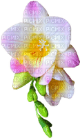 orchidea - PNG gratuit